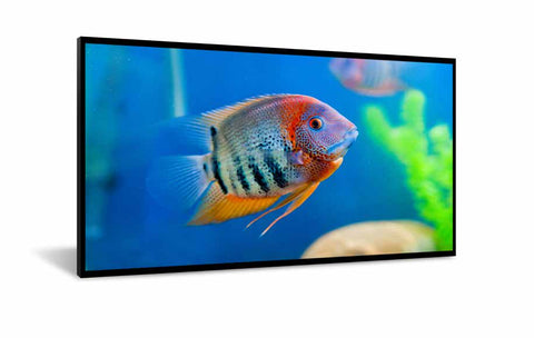 DynaScan DI551ST2 Signage Display Digital signage flat panel 138.8 cm (54.6") LCD 1000 cd/m² Full HD Black Android